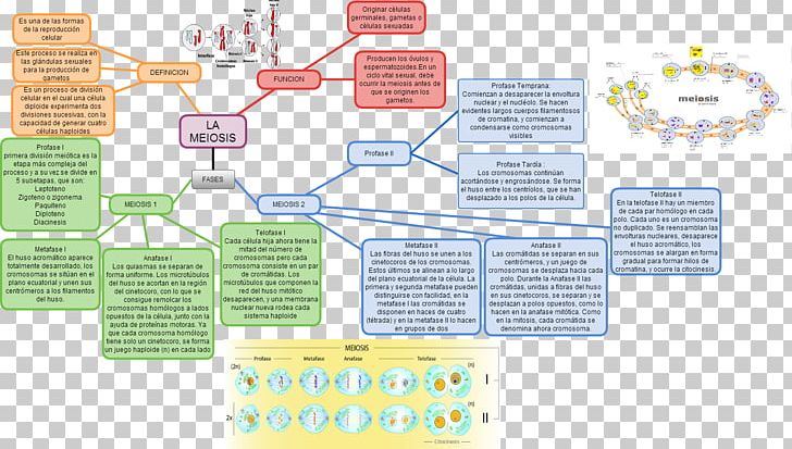 Mitosis And Meiosis Cell Division PNG, Clipart, Area, Biology, Cell, Cell Division, Chromosome Free PNG Download