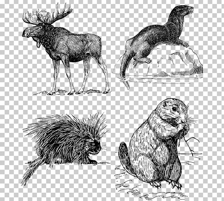Moose Red Deer Elk Drawing PNG, Clipart, Animals, Antler, Art, Black And White, Blanket Free PNG Download