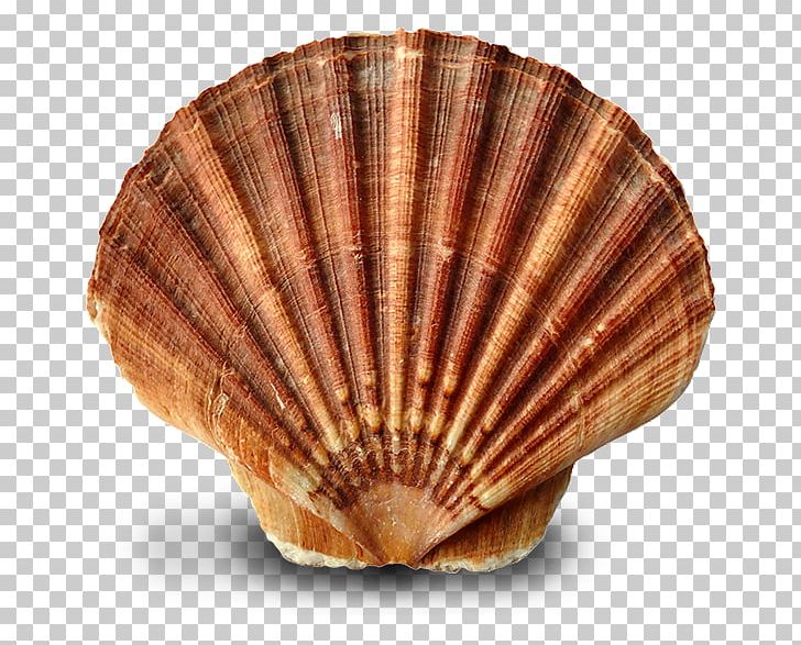 Oyster Clam Mussel Seashell Cockle PNG, Clipart, Animal, Animals, Clam, Clams Oysters Mussels And Scallops, Cockle Free PNG Download