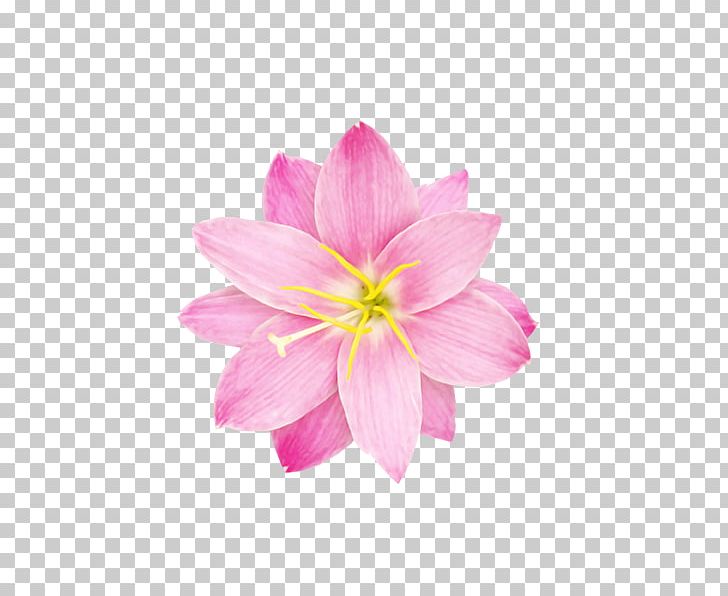 Sticker Flower Data Compression PNG, Clipart, Annual Plant, Chickadee, Data Compression, Flower, Flowering Plant Free PNG Download