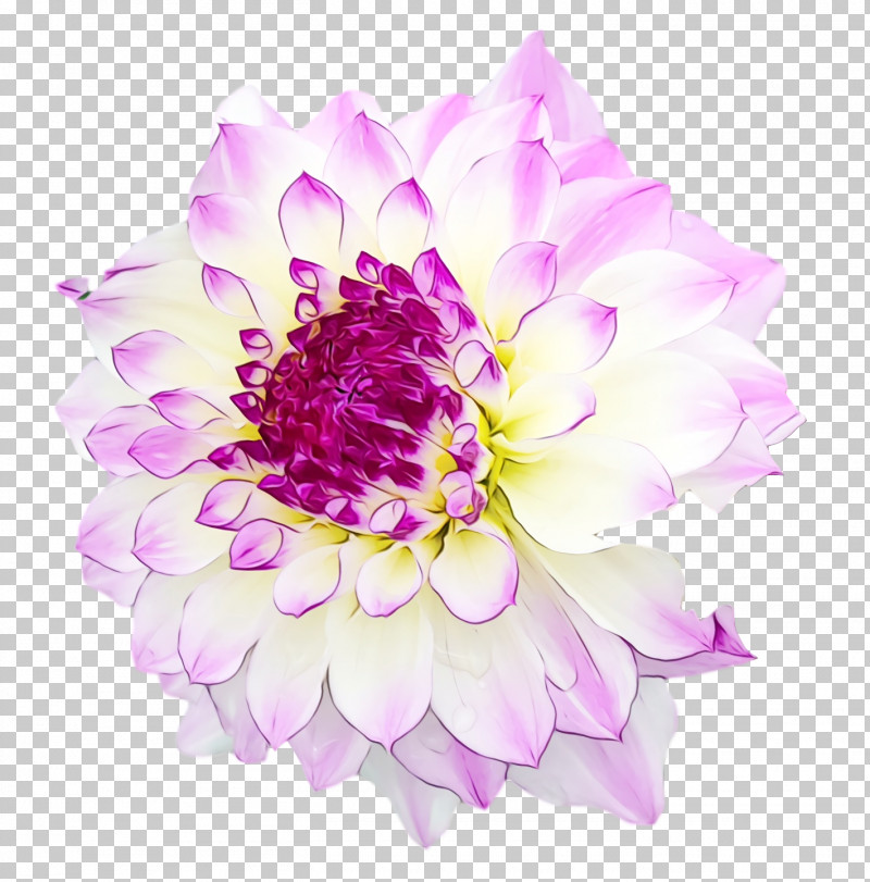 Floral Design PNG, Clipart, Annual Plant, Biology, Chrysanthemum, Cut Flowers, Dahlia Free PNG Download