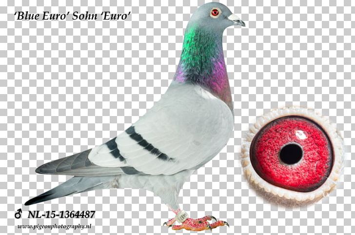 Columbidae Homing Pigeon Pigeon Racing Olympic Games Olympiad PNG, Clipart, Beak, Bird, Columbidae, Father, Fauna Free PNG Download