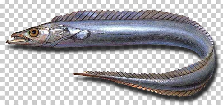 Largehead Hairtail Fishing Sea Cutlassfish PNG, Clipart, Agua, Animals, Arapaima, Arte, Atlantic Mackerel Free PNG Download