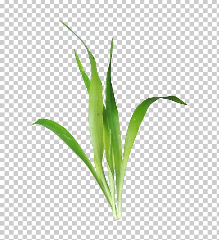 Leaf Aquatic Plant PNG, Clipart, Adobe Illustrator, Artificial Grass, Cartoon Grass, Commodity, Communication Channel Free PNG Download