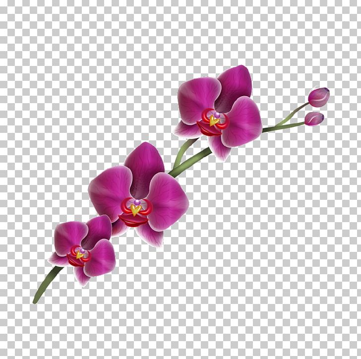 Moth Orchids Flower Drawing PNG, Clipart, Cattleya Orchids, Cut Flowers, Desktop Wallpaper, Drawing, Flower Free PNG Download
