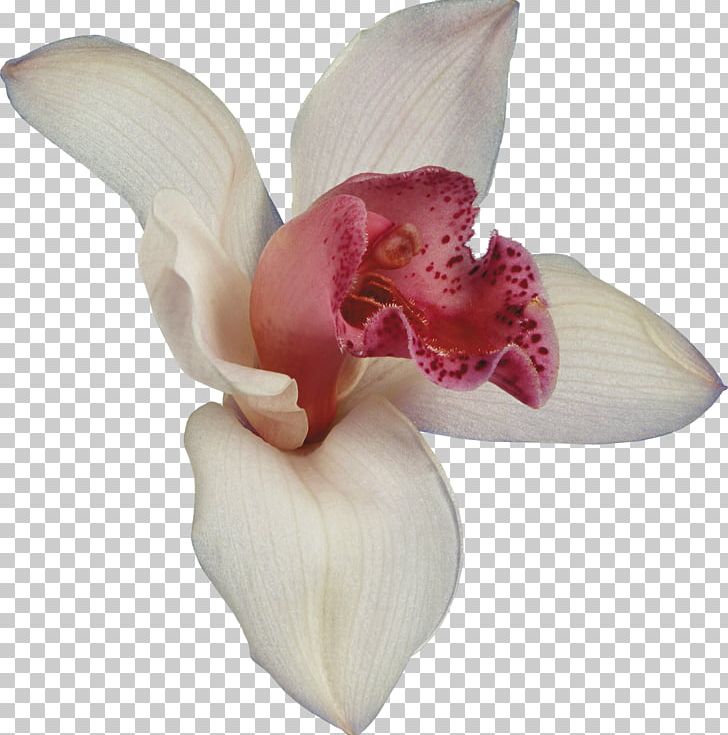 Orchids Flower Dendrobium Blog PNG, Clipart, Blog, Cattleya, Cattleya Orchids, Color, Cut Flowers Free PNG Download