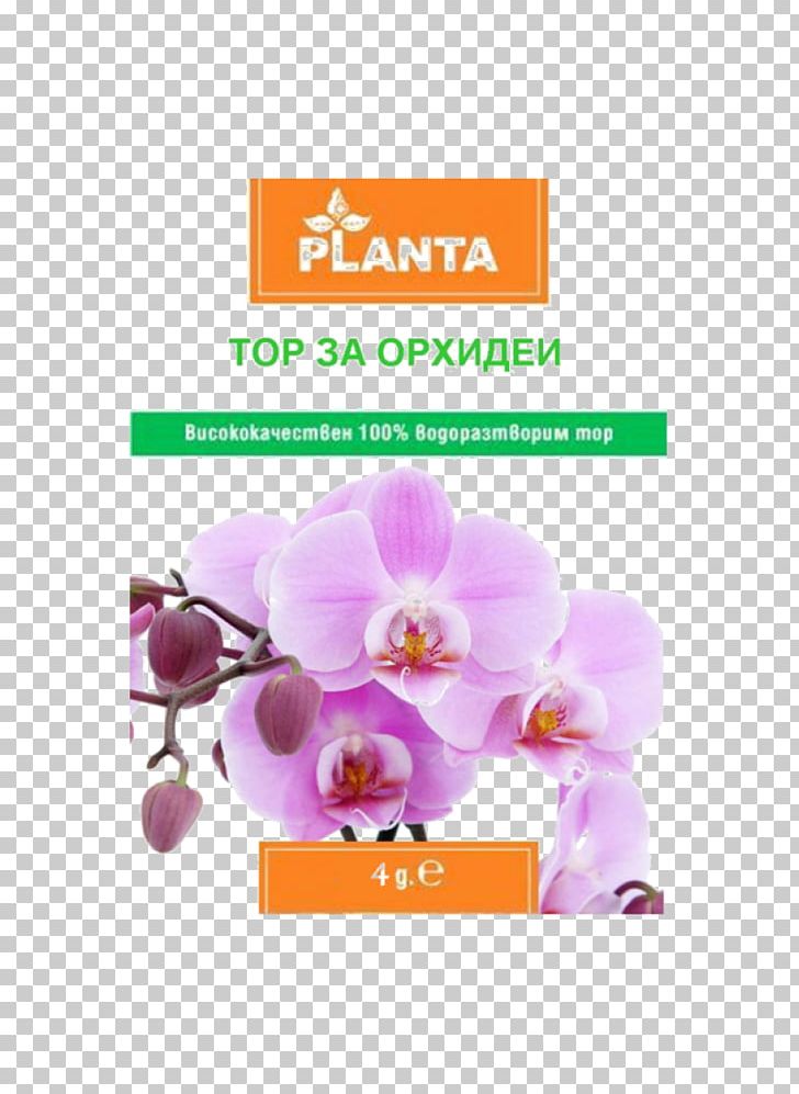 Orchids In India Cooktown Orchid A Simple Guide To Immunity Flower PNG, Clipart, Cattleya Orchids, Cooktown Orchid, Cut Flowers, Dendrobium, Flora Free PNG Download