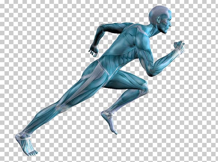 Running Human Body Muscle Adipose Tissue Calf Pain PNG, Clipart, Arm, Art, Biomechanics, Calf Pain, Fictional Character Free PNG Download