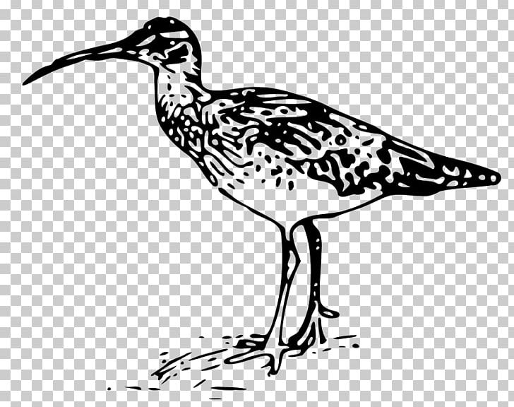 Bird Bristle-thighed Curlew Slender-billed Curlew Eurasian Curlew PNG, Clipart, Animals, Artwork, Beak, Bird, Black And White Free PNG Download