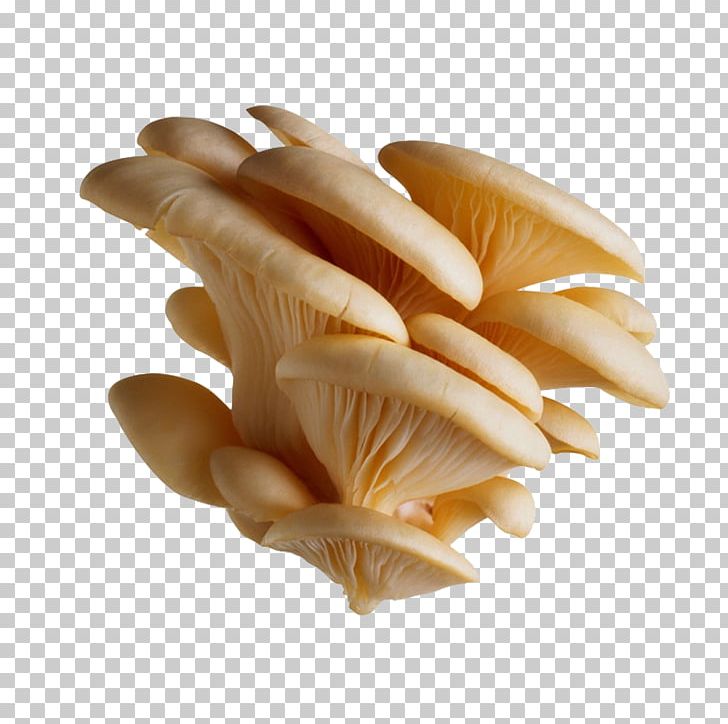 Oyster Mushroom Pleurotus Eryngii Pleurotus Pulmonarius Edible Mushroom PNG, Clipart, Clams Oysters Mussels And Scallops, Conch, Conchology, Cooking, Food Free PNG Download