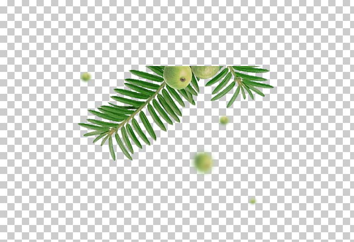 Leaf PNG, Clipart, Branch, Cao, Computer Graphics, Corner, Decoration Free PNG Download