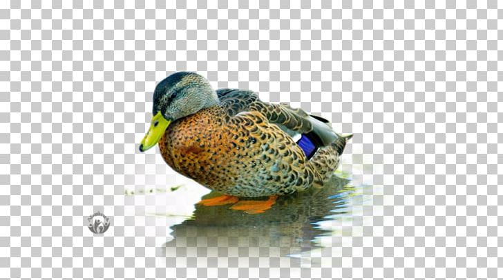 Mallard Baby Ducks Bird Goose PNG, Clipart, American Pekin, Animal, Animals, Baby Ducks, Beak Free PNG Download