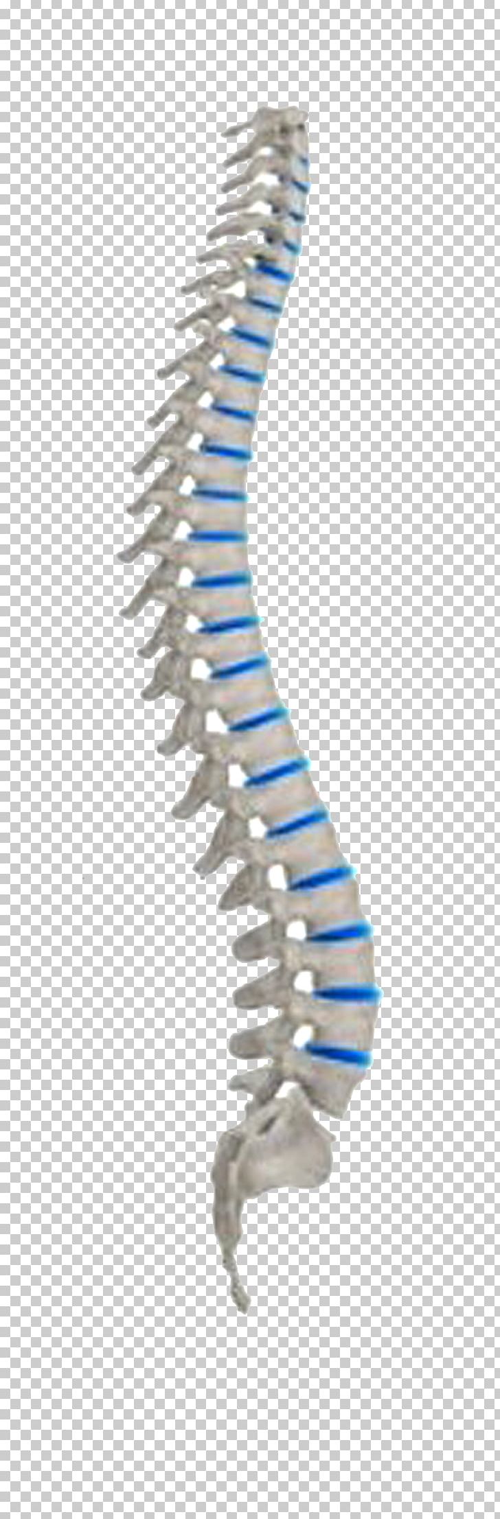 Vertebral Column Neutral Spine Spinal Cord Human Body Nervous System PNG, Clipart, Angle, Asento, Bone, Dorn Method, Health Free PNG Download