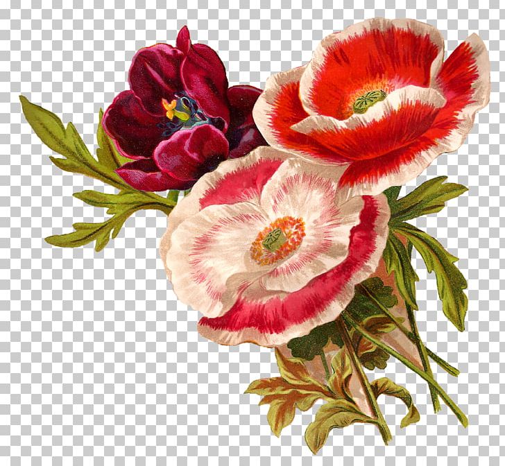 Flower Floral Design Poppy Botanical Illustration PNG, Clipart, Antique, Art, Artwork, Botanical Illustration, Botany Free PNG Download
