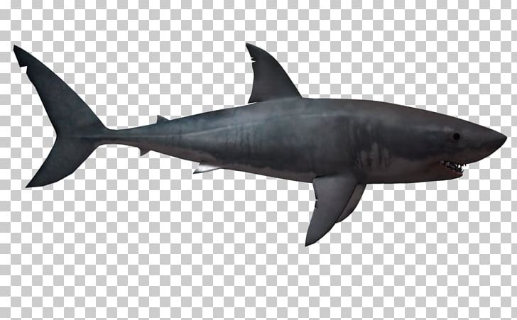 Great White Shark Lamniformes PNG, Clipart, Alpha Compositing, Animal, Animals, Bull Shark, Cartilaginous Fish Free PNG Download
