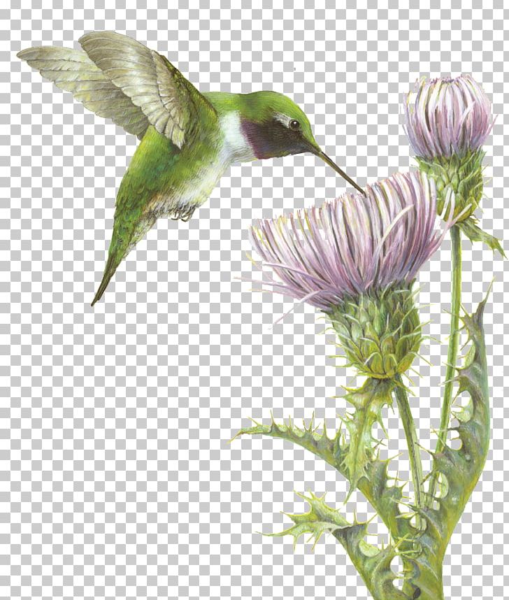 Hummingbird Fauna Flowering Plant Beak PNG, Clipart, Beak, Bird, Fauna, Flora, Flower Free PNG Download