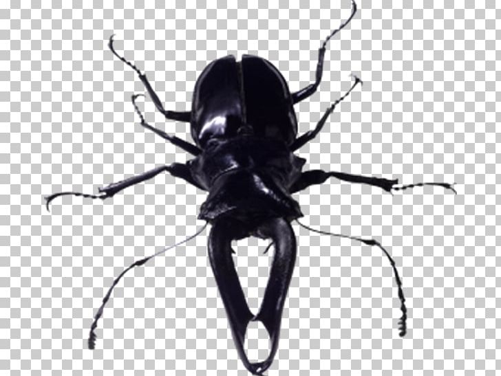 Insect File Formats PNG, Clipart, Animals, Arthropod, Background Black, Beetle, Black Free PNG Download