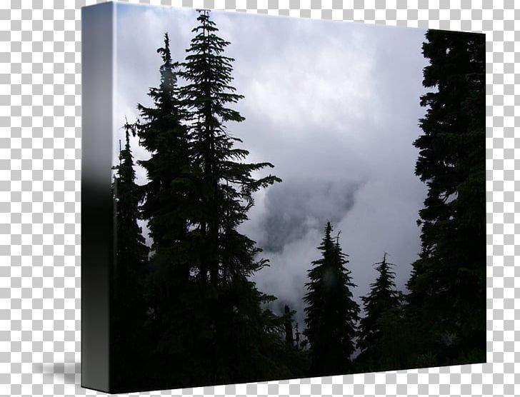 Spruce-fir Forests Pine PNG, Clipart, Biome, Cloud, Conifer, Conifers, Fir Free PNG Download
