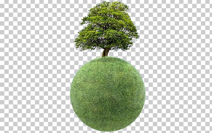 植物比你想的更聰明：植物智能的探索之旅 Stock Photography Tree PNG, Clipart, Depositphotos, Evergreen, Flowerpot, Grass, Green Free PNG Download