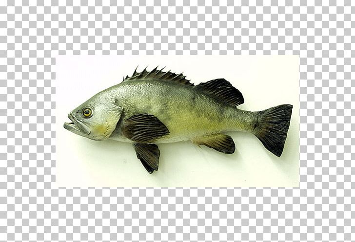 Tilapia Fish Products Barramundi Perch Oily Fish PNG, Clipart, Barramundi, Bass, Bass Guitar, Bony Fish, Fauna Free PNG Download