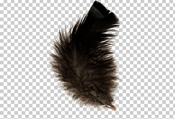 Feather PNG, Clipart, Animals, Black, Brown, Brown Background, Clip Art Free PNG Download