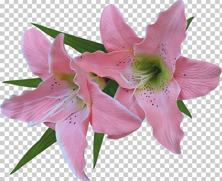 Flower Madonna Lily Arum-lily PNG, Clipart, Arum Lily, Clip Art, Flower Free PNG Download