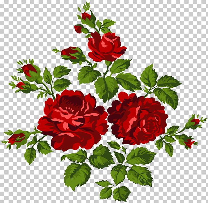 Garden Roses Centifolia Roses PNG, Clipart, Annual Plant, Carnation, Centifolia Roses, Clipart, Cut Flowers Free PNG Download
