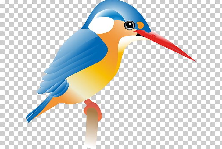 Kingfisher Special School Belted Kingfisher Bird PNG, Clipart, Beak, Belted Kingfisher, Bird, Chadderton, Kingfisher Free PNG Download