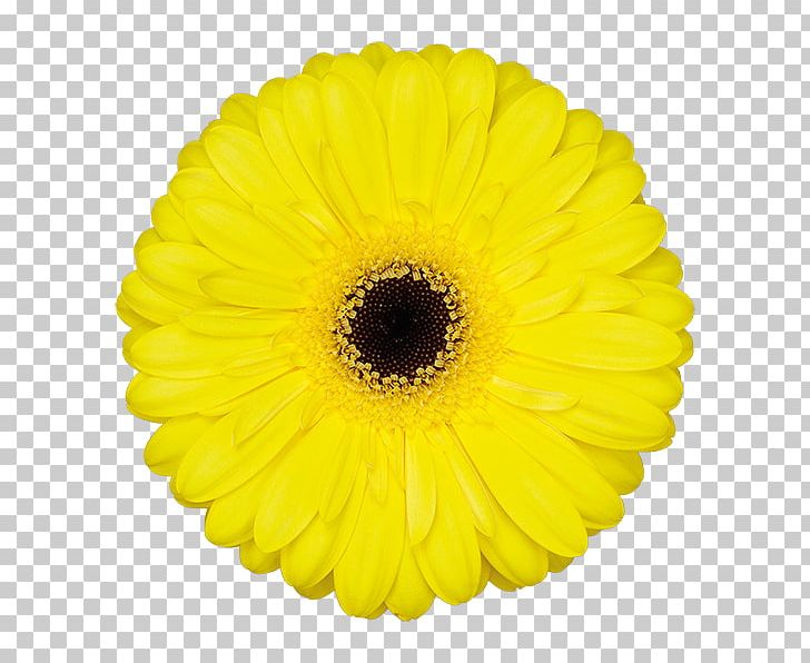 Transvaal Daisy Cut Flowers Yellow Common Sunflower Bistrot Jules PNG, Clipart,  Free PNG Download
