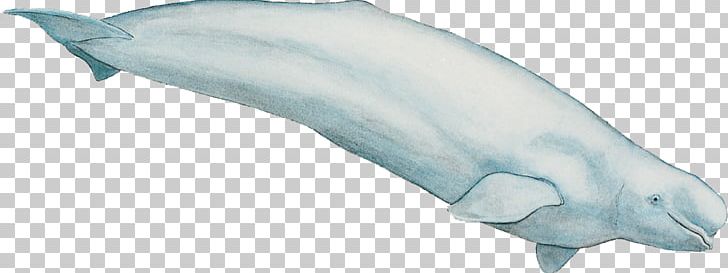 Tucuxi Common Bottlenose Dolphin Porpoise Toothed Whale Beluga Whale PNG, Clipart, Animal Figure, Baleen Whale, Beluga, Beluga Whale, Blue Whale Free PNG Download