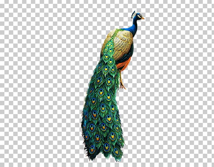 Bird Peafowl PNG, Clipart, Animal, Animal Decoration, Animals, Archive File, Beak Free PNG Download