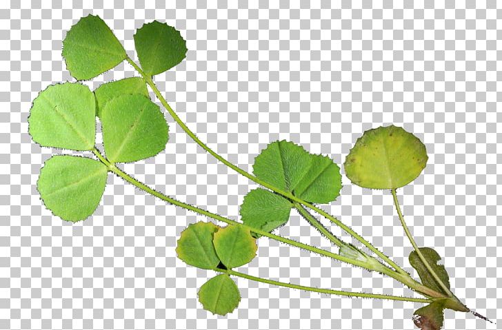 Leaf Herbalism Plant Stem PNG, Clipart, Herb, Herbalism, Leaf, Plant, Plant Stem Free PNG Download