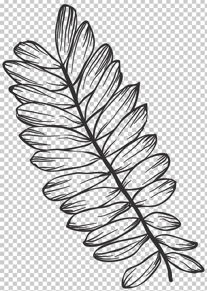 Line Art Drawing Leaf Graphics PNG, Clipart, Black And White, Branch, Drawing, Feather, Flora Free PNG Download