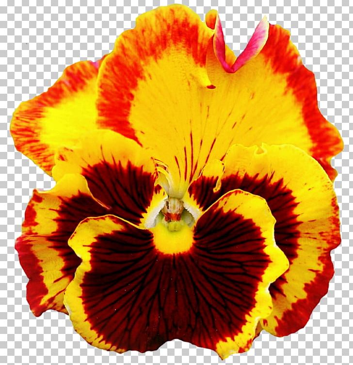 Pansy Yellow PNG, Clipart, Art, Career Portfolio, Chocolate, Deviantart, Flower Free PNG Download