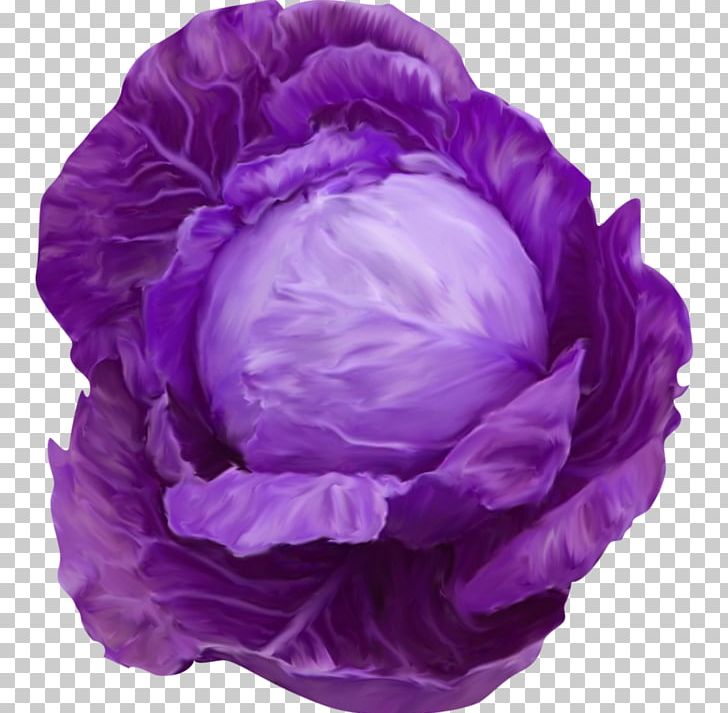Red Cabbage Cauliflower Broccoli PNG, Clipart, Cabbage, Cauliflower, Chinese Cabbage, Collard Greens, Flower Free PNG Download