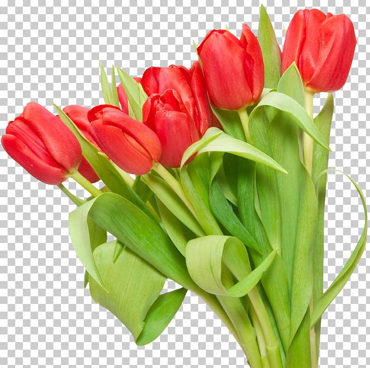 Tulip Flower PNG, Clipart, Cut Flowers, Digital Image, Floral Design, Floristry, Flower Free PNG Download