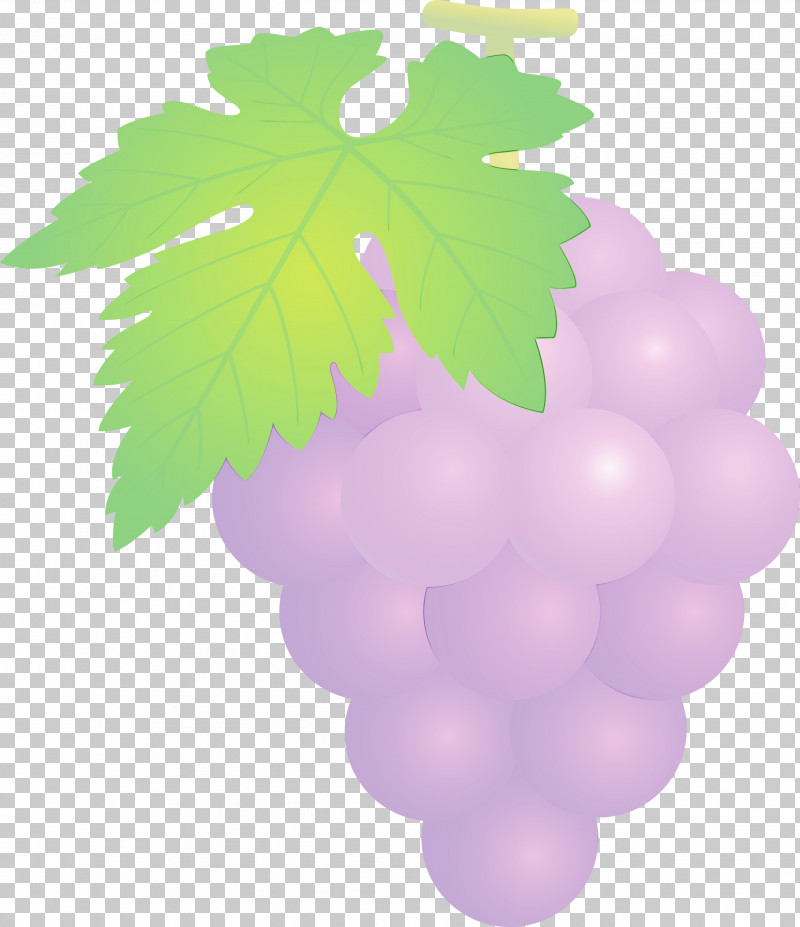 Grape Grape Leaves Green Grapevine Family Leaf PNG, Clipart, Flower, Fruit, Grape, Grape Leaves, Grapes Free PNG Download