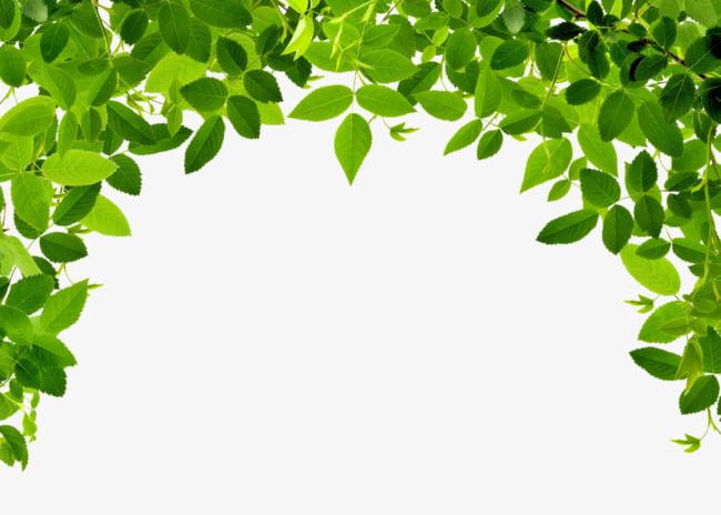 Leaves Border PNG, Clipart, Border Clipart, Green, Leaves Clipart, Plant, Spring Free PNG Download