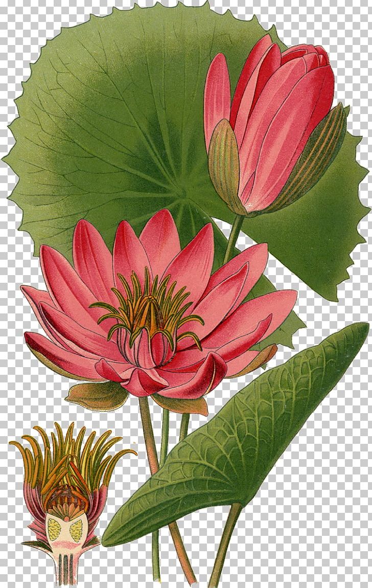 Nymphaea Lotus Egyptian Lotus White Water-Lily Botanical Illustration Botany PNG, Clipart, Botanical Illustration, Botany, Cut Flowers, Drawing, Egyptian Free PNG Download