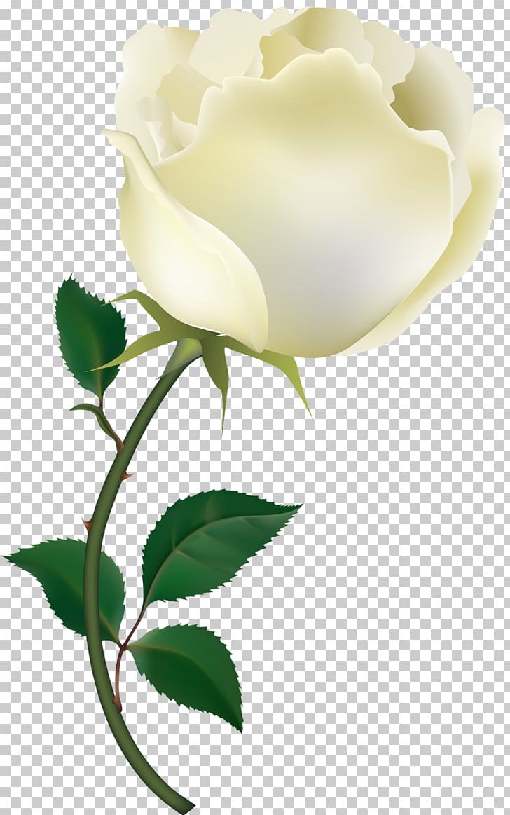 Rose PNG, Clipart, Art, Branch, Bud, Computer Wallpaper, Cute Free PNG Download