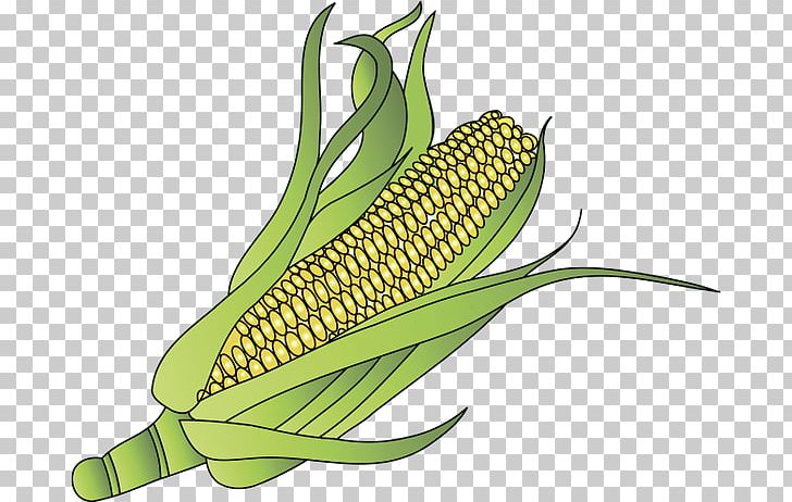 Corn On The Cob Maize Sweet Corn Organic Food PNG, Clipart, Commodity, Food, Food Grain, Fruit, Grass Family Free PNG Download