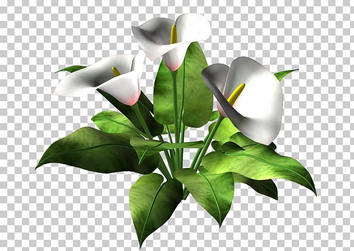 Flower PNG, Clipart, Alismatales, Art, Arum, Arum Family, Beau Free PNG Download