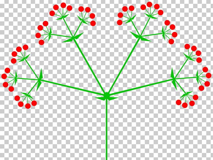 Inflorescence Umbel Raceme Flower Pseudanthium PNG, Clipart, Angle, Area, Bract, Cima, Circle Free PNG Download