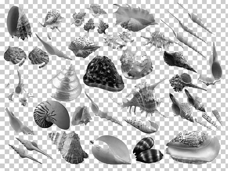 Ink Brush Conch PNG, Clipart, Adobe Systems, Black, Black And White, Black Shell, Brush Free PNG Download