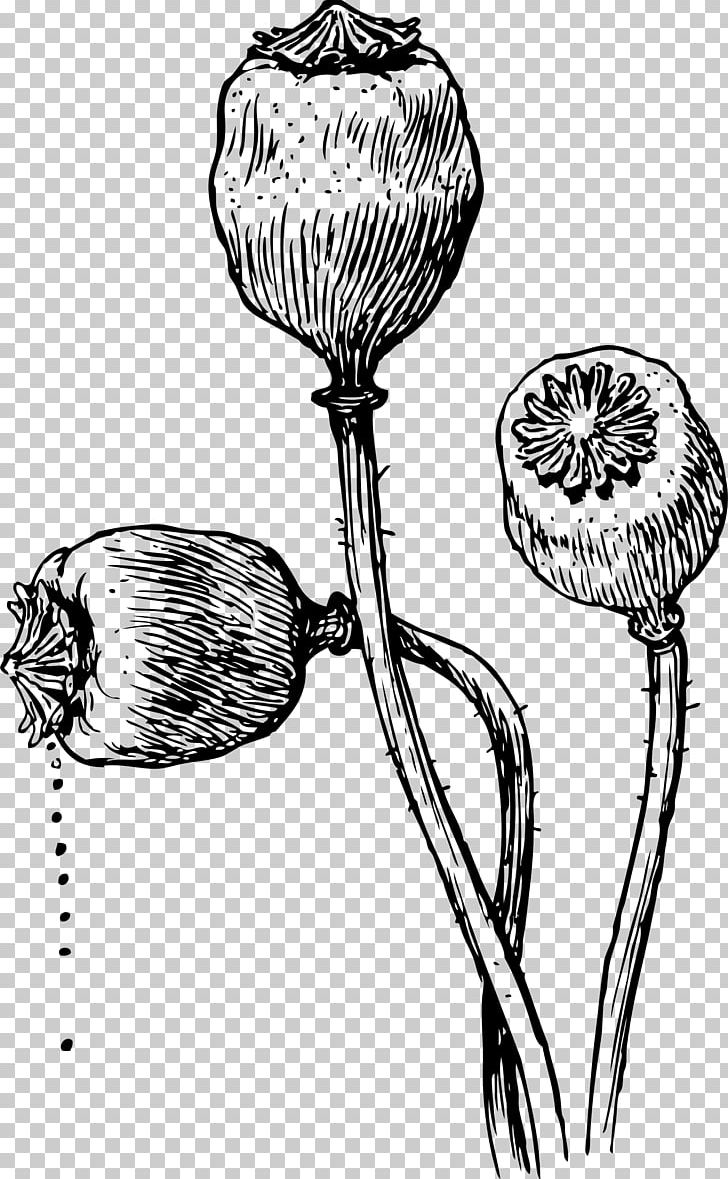 Opium Poppy Drawing Poppy Seed PNG, Clipart, Black And White, California Poppy, Common Poppy, Drawing, Flora Free PNG Download