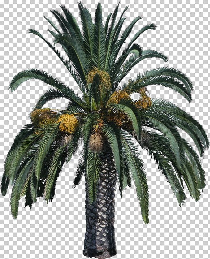 Tree Arecaceae PNG, Clipart, Arecaceae, Arecales, Attalea Speciosa, Coconut, Date Palm Free PNG Download
