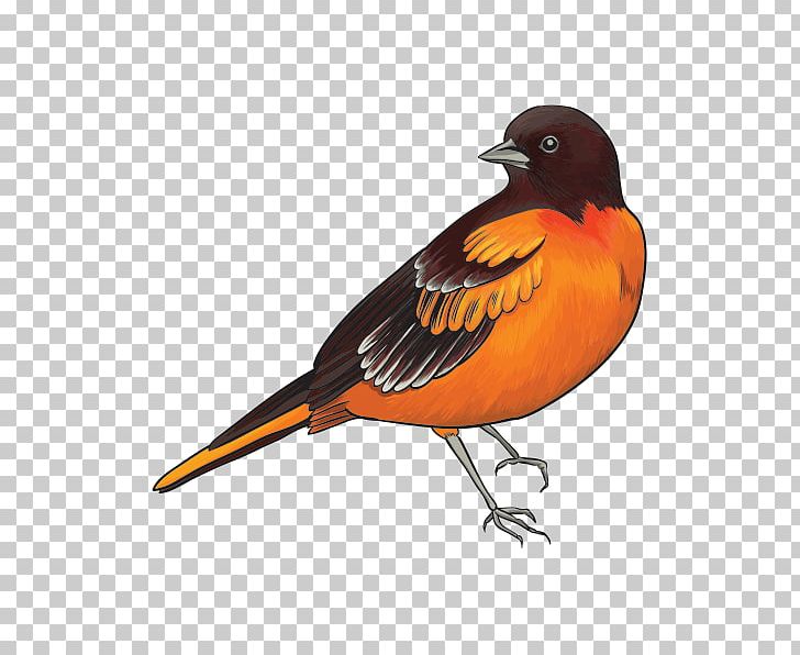 Bird Flight Cuckoos Owl PNG, Clipart, Animals, Beak, Bird, Bird Flight, Birds Free PNG Download