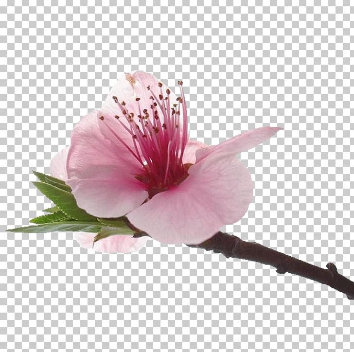 Blossom Petal Flower Rosemallows PNG, Clipart, 3d Computer Graphics, Alstroemeriaceae, Blossom, Branch, Cherry Blossom Free PNG Download
