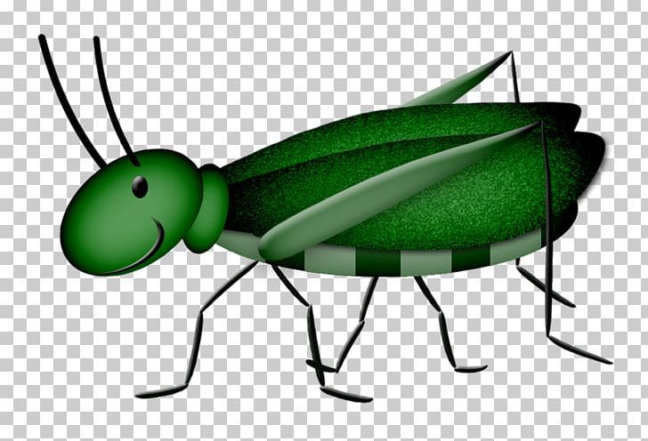 Drawing Caelifera Png Clipart Arthropod Background Green Beetle Cartoon Encapsulated Postscript Free Png Download