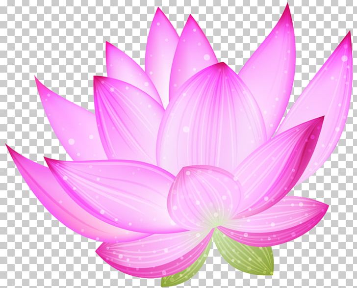 Nelumbo Nucifera Free Content PNG, Clipart, Aquatic Plant, Blog, Computer Wallpaper, Dahlia, Download Free PNG Download